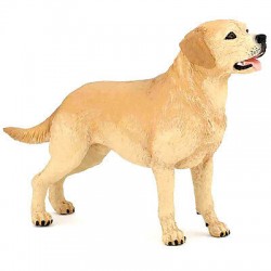 Labrador