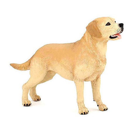 Labrador