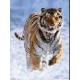 Puzzle Ravensburger 500 piezas - Tigre