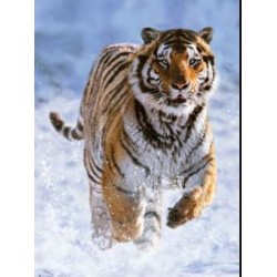 Puzzle Ravensburger 500 piezas - Tigre