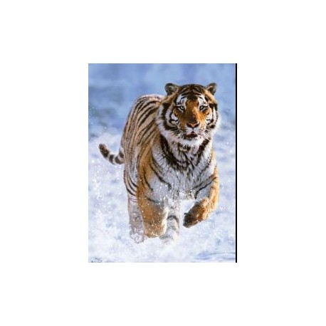 Puzzle Ravensburger 500 piezas - Tigre