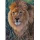 Puzzle Ravensburger de 1500 piezas El Rey de los animales